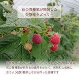 ラズベリー 【グリーンルーツ】 冷凍ラズベリー 1kg 業務用 福島県矢祭町
