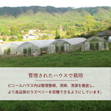 ラズベリー 【グリーンルーツ】 冷凍ラズベリー 1kg 業務用 福島県矢祭町