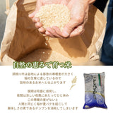 米 【おおひがし稲作研究会】 コシヒカリ 白米 5kg×2袋 10kg  福島県須賀川市 令和6年産