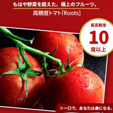 トマト 【ルーツ】 高糖度 フルーツトマト 糖度10度以上 1200g (150g×8P) 静岡県袋井市 《2026.1/上旬～1/中旬より出荷開始》