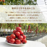 トマト 【ルーツ】 高糖度 フルーツトマト 糖度10度以上 600g (150g×4P) 静岡県袋井市 《2026.1/上旬～1/中旬より出荷開始》