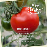 トマト 【ルーツ】 高糖度 フルーツトマト 糖度10度以上 1200g (150g×8P) 静岡県袋井市 《2026.1/上旬～1/中旬より出荷開始》
