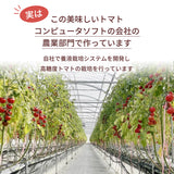 トマト 【ルーツ】 高糖度 フルーツトマト 糖度10度以上 1200g (150g×8P) 静岡県袋井市 《2026.1/上旬～1/中旬より出荷開始》