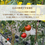 トマト 【ルーツ】 高糖度 フルーツトマト 糖度10度以上 1200g (150g×8P) 静岡県袋井市 《2026.1/上旬～1/中旬より出荷開始》