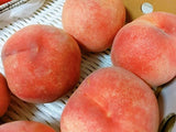 桃 【箭内厳雄果樹園】 もも 2kg 5～9玉 品種おまかせ 贈答用　福島県 《7/下旬～8/上旬から出荷》
