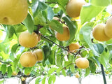 梨 【グリーンファーム】 萱場梨 訳あり 家庭用 5kg ９～20玉 福島県 福島市 和梨 《8/下旬～9/上旬より出荷》