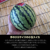 スイカ 小玉スイカ 【KSK出荷組合】 紅トップ べにくろ 2L 好きな2個 4～5kg 食べ比べ 贈答用 茨城県筑西市 すいか 小玉 母の日 《5/6～5/中旬より出荷》