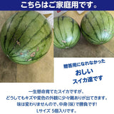スイカ 小玉スイカ 【KSK出荷組合】 訳あり 西瓜 L ×5個 8kg 家庭用 自家用 紅トップ/べにくろのどちらか  茨城県筑西市 すいか 小玉 訳あり 《5/6～5/中旬より出荷》