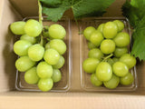 ぶどう 【ﾌﾙｰﾂﾌｧｰﾑいしくら】 葡萄 シャインマスカット 1kg バラ 500gパック×２ 高糖度 山梨県 ご家庭用 《8/10日頃～8/中旬からの出荷》