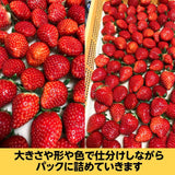 いちご 【有慶農園】 とちおとめ  250ｇ×４パック 福島県須賀川 苺 イチゴ