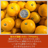 みかん 【みかんの館】 有田みかん ブランド産地 田村地区産 ちびみかん ミニミニ ぷちすぃーと 7㎏ S以下 和歌山県 蜜柑 ミカン 柑橘 《12/中旬～12/下旬より出荷》
