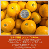 みかん 【みかんの館】 有田みかん ブランド産地 田村地区産 ちびみかん ミニミニ ぷちすぃーと 7㎏ S以下 和歌山県 蜜柑 ミカン 柑橘 《12/中旬～12/下旬より出荷》