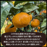 柑橘  【みかんの館】 有田 ブランド産地 田村地区産 柑橘詰め合わせ ３種以上 5㎏ 和歌山県 かんきつ みかん 《2/中旬～2/下旬より出荷》