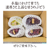 ぶどう 【境果樹園】 葡萄 詰め合わせ 家庭用 約2kg 3～5房 長野県須坂市 《9/下旬～10/上旬より出荷》