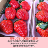 いちご 【山川いちご園】 スカイベリー 1080g 24～36粒（大玉6～8粒×2P)×２箱 栃木県 苺 イチゴ 《1/上旬より出荷》