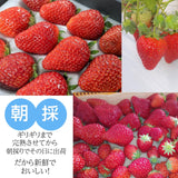 いちご 【有慶農園】 とちおとめ デラックス 3L～4L 大玉24～30粒（12～15個×2パック） 福島県須賀川 苺 イチゴ 《1/中旬～1/下旬より出荷》