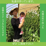 スナップえんどう 【松浦農園】 2kg (1kg×2箱) 業務用 福島県伊達市 当日収穫 新鮮 えんどう豆 スナップエンドウ 《4/上～4/中より出荷》