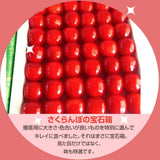 さくらんぼ 【一愛農園】 佐藤錦 300g  48〜54粒 特秀 L以上 贈答 誕生日 母の日 山形県 東根市 《4/下旬～5/上旬より出荷》