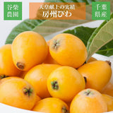 びわ 【谷柴農園】 房州びわ L 15個 1kg 贈答用 枇杷 千葉県南房総市 天皇献上の実績 母の日  父の日 《4/下旬～5/上旬より出荷》