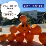 みかん 【昇果園】 青島みかん M~L 5kg 約40～50個 家庭用 静岡県 浜松市 蜜柑 ミカン 《1/中旬～1/下旬より出荷開始》