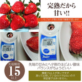 いちご 【有慶農園】 とちおとめ デラックス 3L～4L 大玉24～30粒（12～15個×2パック） 福島県須賀川 苺 イチゴ 《1/中旬～1/下旬より出荷》