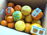 柑橘 【高石垣ファーム】 有田地区 柑橘食べ比べ 3種類以上 家庭用 4kg 訳あり みかん 和歌山県 《3/上旬～3/中旬より出荷》