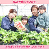いちご 【山川いちご園】 スカイベリー 1080g 24～36粒（大玉6～8粒×2P)×２箱 栃木県 苺 イチゴ 《1/上旬より出荷》