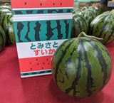 スイカ 【富里すいか園】 富里スイカ  L～2L 6～8kg 1個 千葉県富里市 すいか 父の日 《5/下旬～6/上旬より出荷》