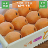 びわ 【谷柴農園】 房州びわ 希少 特大ビッグ 4L 12個 1.3kg 贈答用 枇杷 千葉県南房総市 天皇献上の実績 母の日 父の日 《4/下旬～5/上旬より出荷》