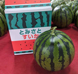 スイカ 【富里すいか園】 富里スイカ MA 5～6kg 1個 千葉県富里市 すいか 父の日 《5/下旬～6/上旬より出荷》