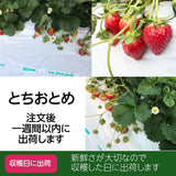 いちご 【有慶農園】 とちおとめ  250ｇ×４パック 福島県須賀川 苺 イチゴ