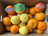 柑橘 【高石垣ファーム】 有田地区 柑橘食べ比べ 3種類以上 家庭用 4kg 訳あり みかん 和歌山県 《3/上旬～3/中旬より出荷》