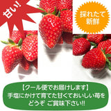 いちご 【有慶農園】 とちおとめ  250ｇ×４パック 福島県須賀川 苺 イチゴ