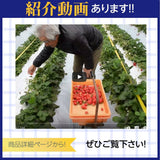 いちご 【アグリハウス秋山】 とちおとめ 3L~4L 大玉 12～15個×2P 750g 翌日配達の地域(東北～近畿）限定 贈答用 福島県 須賀川 苺 《1/上旬～1/中旬より出荷》