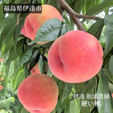 桃 【伊達 松浦農園】 硬い もも 5kg 大玉 14～16個 福島県 伊達市 贈答用  《7/下旬～8/上旬出荷》