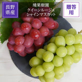 ぶどう 【境果樹園】 シャインマスカット クイーンルージュ 1~2房ずつ 約1kg 長野県須坂市 《9/下旬～10/上旬より出荷》