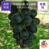 ぶどう 【米山農園】 ナガノパープル 家庭用 2kg 4～6房 長野県安曇野 《9/上旬～9/中旬より出荷》