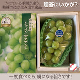 ぶどう 【ﾌﾙｰﾂﾌｧｰﾑいしくら】 葡萄 シャインマスカット 1房 大房 700g 高糖度 山梨県 贈答用化粧箱 《8/10日頃～8/中旬より出荷》