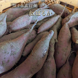 さつまいも 【サンキューマルシェ】 生芋 紅はるか 10kg 無選別 土付き 茨城県ひたちなか市 サツマイモ 薩摩芋 業務用