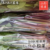 紫 小松菜 【あさあけ農場】 150g×30袋 4.5kg 当日収穫 山形県尾花沢市 紫小松菜 業務用
