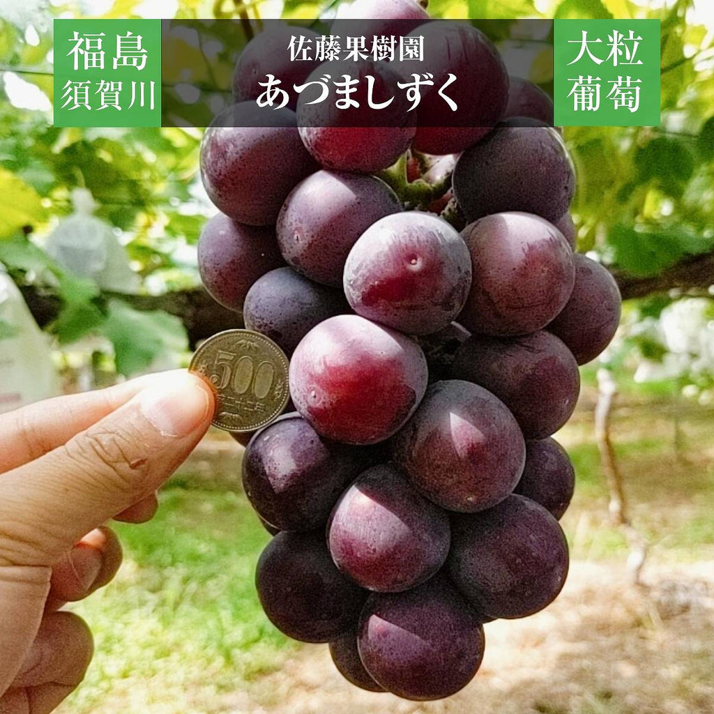 ぶどう 【佐藤果樹園】 あづましずく 2kg 3〜4房 贈答用 福島県 ブドウ 葡萄 《8/中旬～下旬出荷》