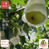 梨 【 アウーファーム 】 白井の梨 かおり 5kg 5~8個 贈答用 しろいの梨 千葉県白井市《9/中旬～10/上旬の出荷》