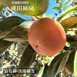 柿 甘柿 【成田柿園】 やさとの柿 富有柿等  3.5kg S 20個 茨城県石岡市 《11/下旬～12/上旬より出荷》