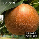 梨 【 大塚果樹園 】 白井の梨 5kg  10～16個 贈答用 しろいの梨 千葉県白井市《9/上旬～9/中旬の出荷》