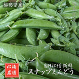 スナップえんどう 【松浦農園】 1kg 業務用 福島県伊達市 当日収穫 新鮮 えんどう豆 スナップエンドウ 《4/上～4/中より出荷》