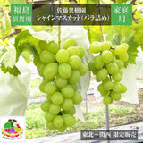 ぶどう 【佐藤果樹園】 シャインマスカット1.4kg（350g×4パック)　家庭用バラ詰　福島県　翌日配送地区限定発売