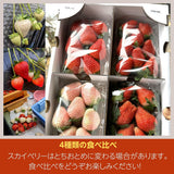 いちご 【小野崎農園】ミルキーベリー とちあいか やよいひめ スカイベリー(とちおとめ) 4種のわくわく イチゴ 食べ比べセット 栃木県 贈答 苺