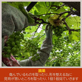 ぶどう 【佐藤果樹園】 シャインマスカット1.4kg（350g×4パック)　家庭用バラ詰　福島県　翌日配送地区限定発売