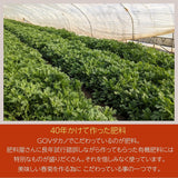 春菊 【GOVタカノ】業務用 3.75kg (150g×25個) 茨城県鉾田市 当日収穫