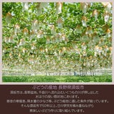 ぶどう 【境果樹園】 シャインマスカット クイーンルージュ 1~2房ずつ 約1kg 長野県須坂市 《9/下旬～10/上旬より出荷》